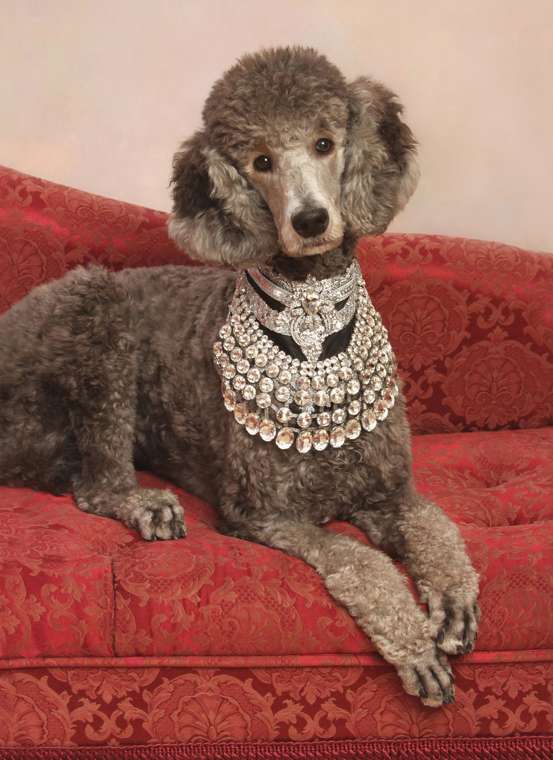 Why-not-treat-your-pooch-to-a-little-something-sparkly PAW LONDON