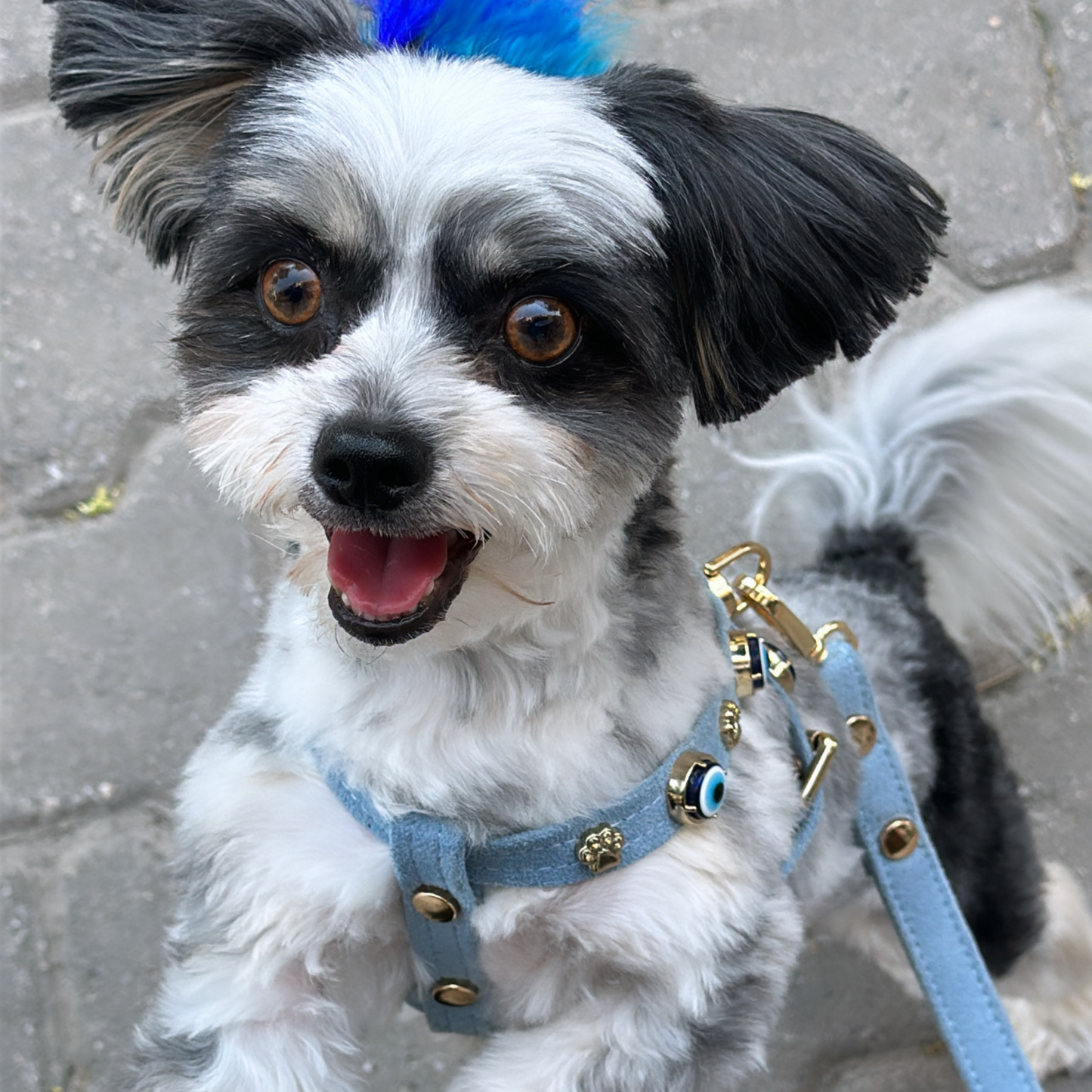 Azure Suede Evil Eye Dog Harness