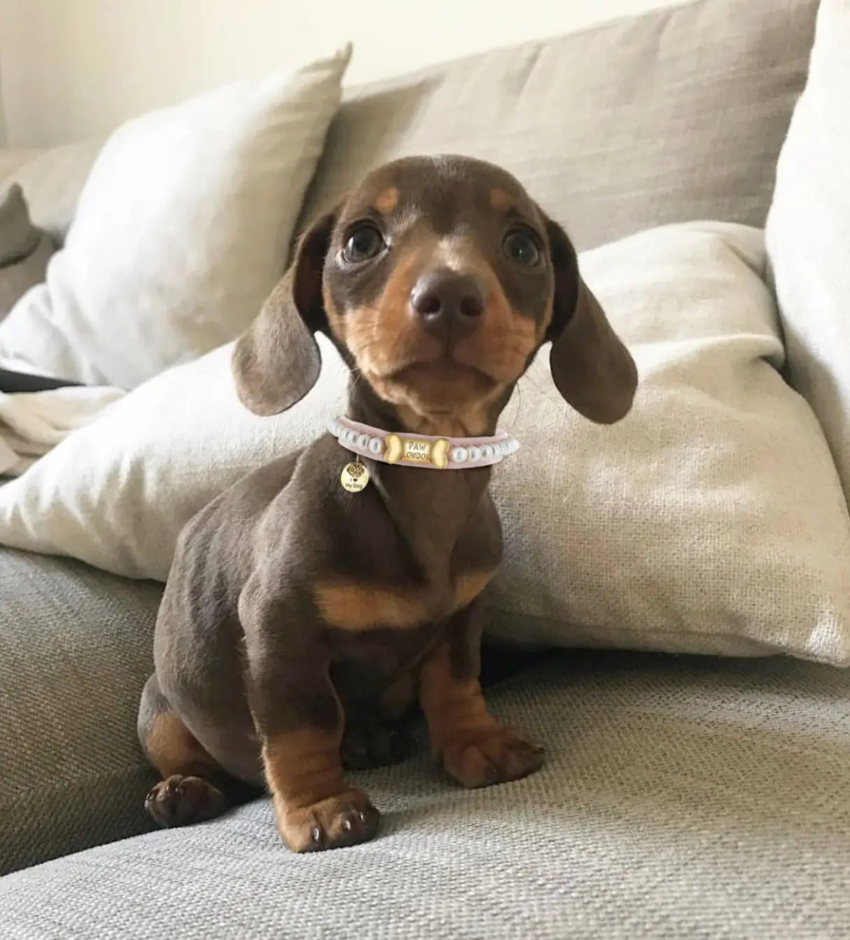 cute dog wears pink dog collar with pearls