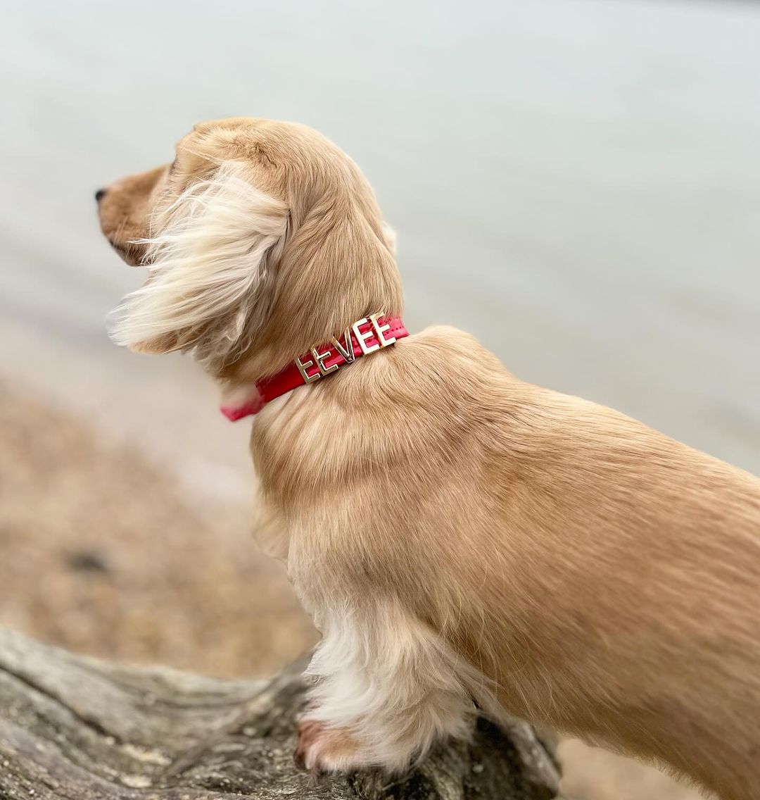 Spell on you Dog Collar - DO IT YOUSELF - Write Your Pet's Name PAW LONDON