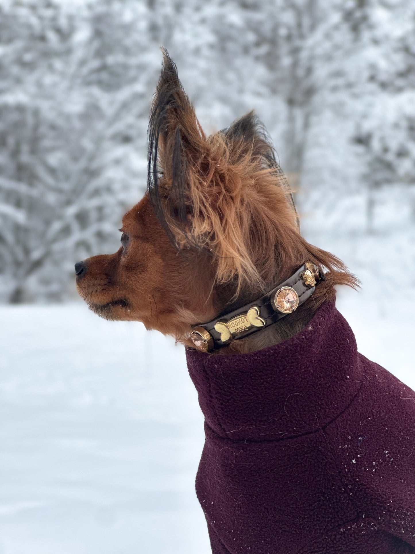 Espresso Swarovski Brown Dog Collar PAW LONDON