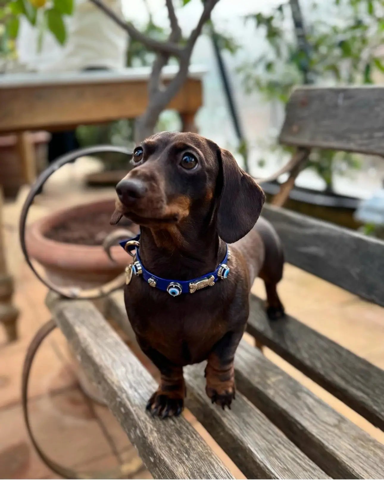 Evil Eye Dog Collar Royal Blue PAW LONDON