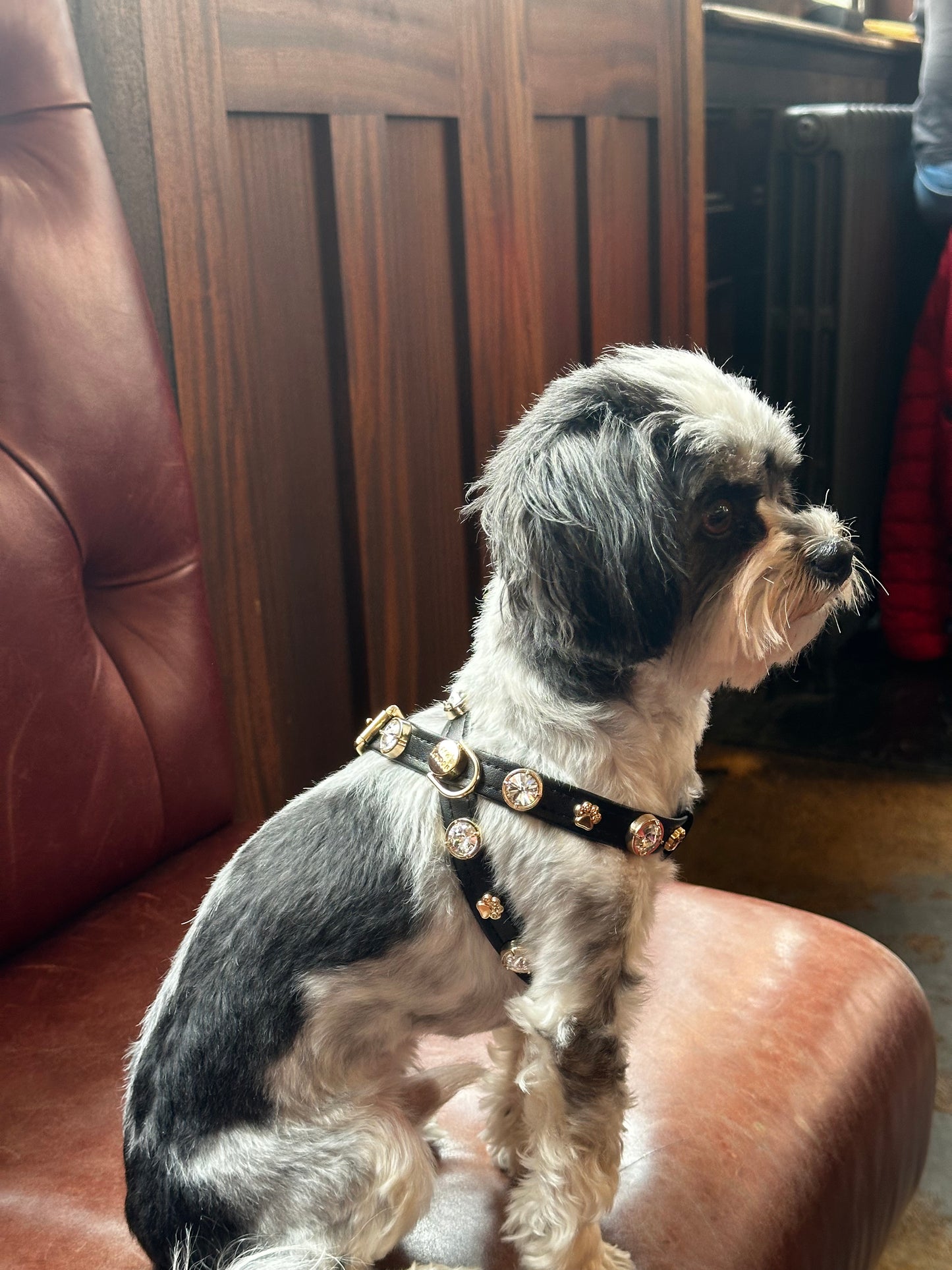 Alex Swarovski Black Dog Harness PAW LONDON