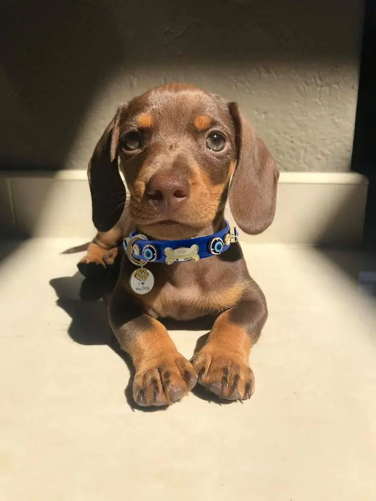 Evil Eye Dog Collar Royal Blue PAW LONDON